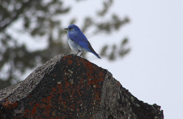 Mountain Bluebird Spirit Animal Meaning: mountain bluebird symbolizing openness, hope and spiritual clarity