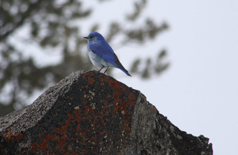 Mountain Bluebird Spirit Animal Meaning: Symbolism, Totem & Signs