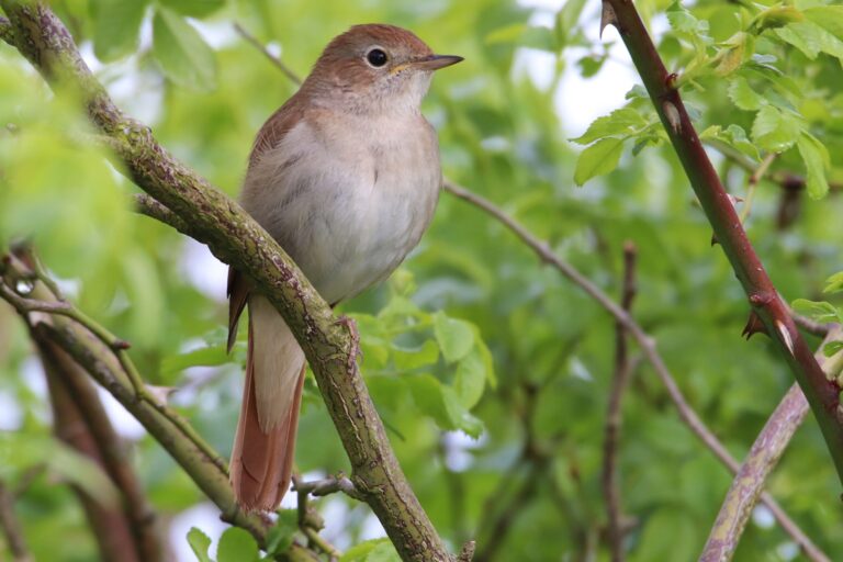 Nightingale Spirit Animal Meaning: Symbolism, Totem & Signs