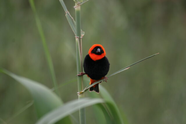 Orange Bishop Spirit Animal Meaning: male southern red bishop symbolizing visibility, vitality and social confidence
