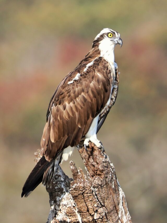 Osprey Spirit Animal Meaning: osprey perched above water representing focus and adaptability