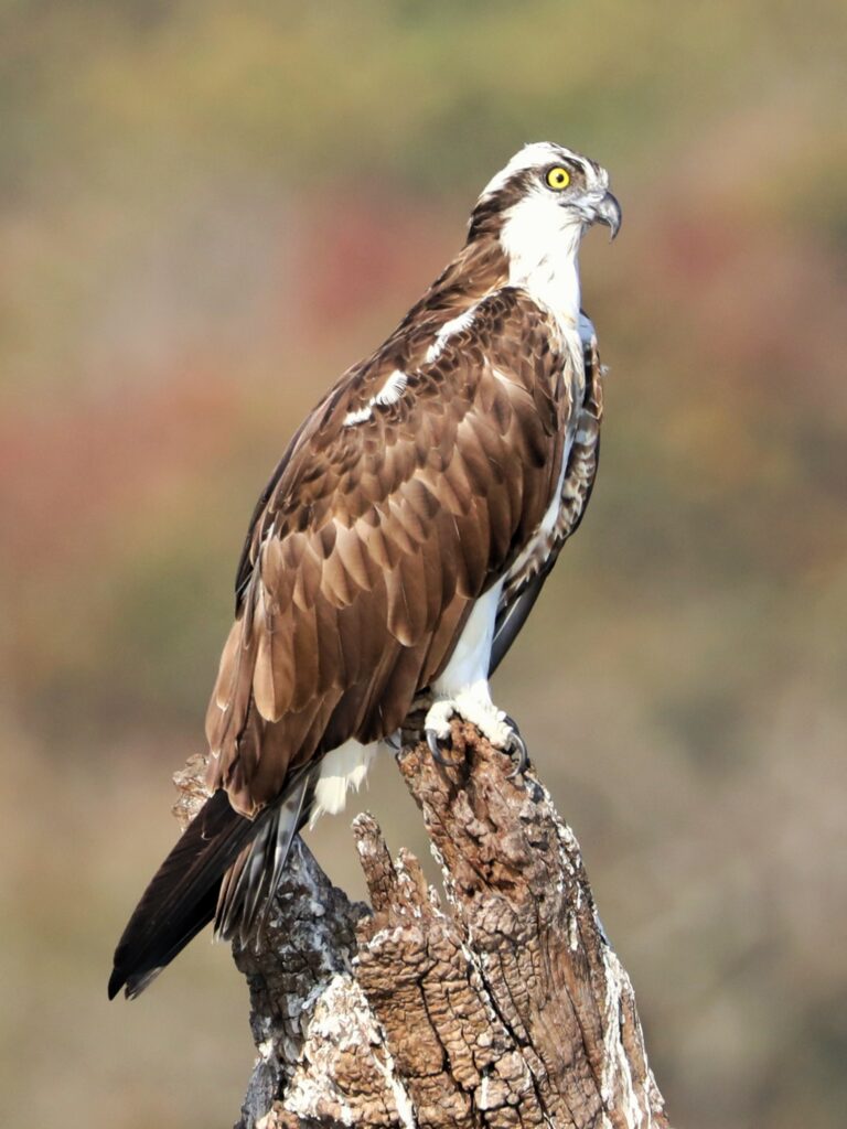 Osprey Spirit Animal Meaning: Symbolism, Totem & Signs