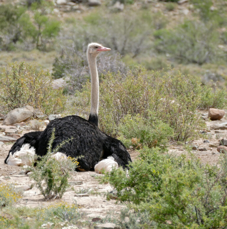 Ostrich Spirit Animal Meaning: Symbolism, Totem & Signs