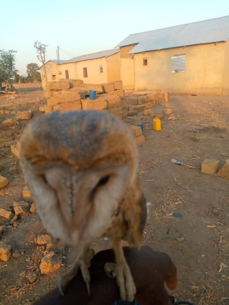 Owl Spirit Animal Meaning: Symbolism, Totem & Signs