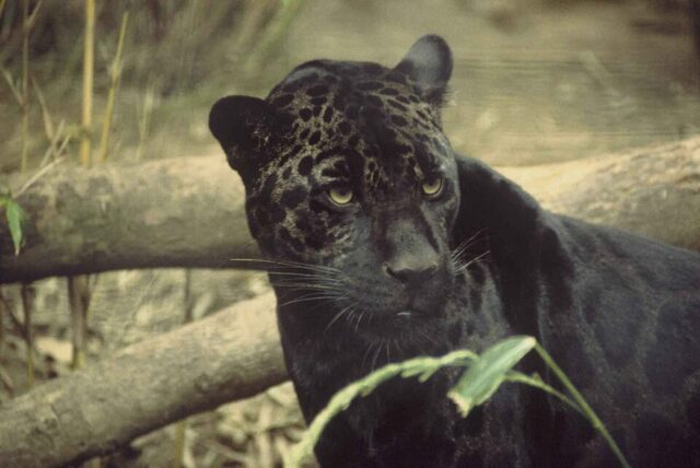 Panther illustrating panther spiritual meaning and symbolism