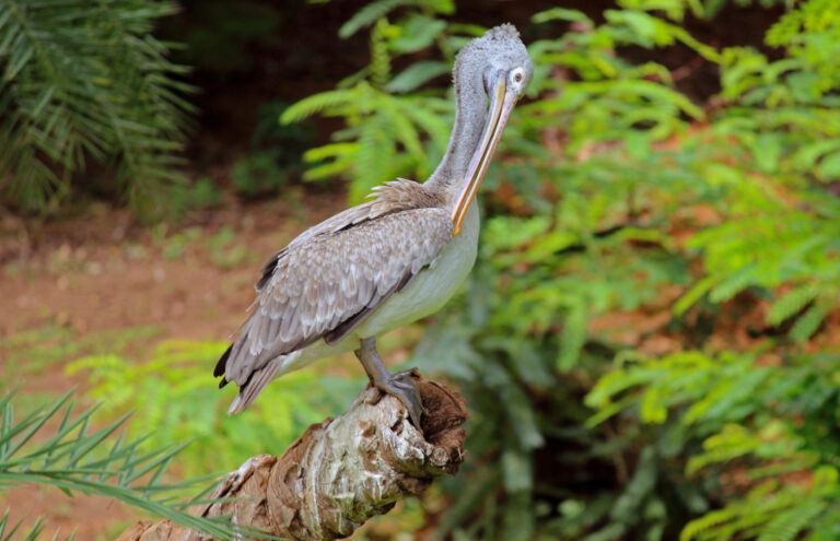 Pelican Spirit Animal Meaning: Symbolism, Totem & Signs