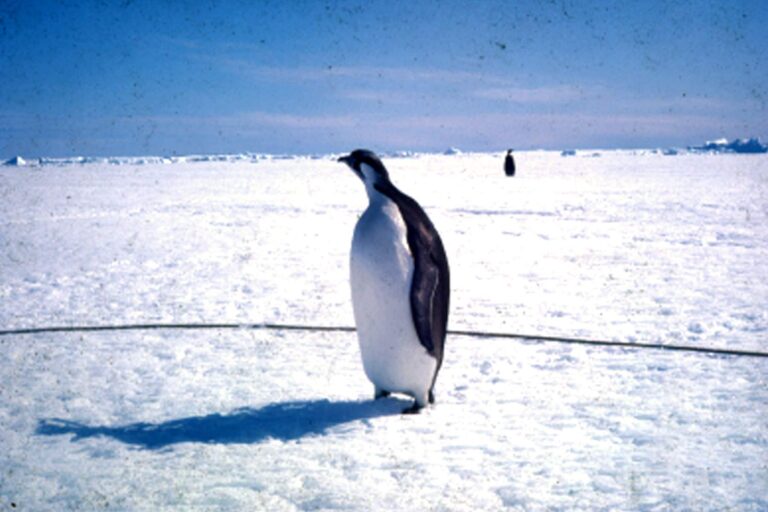 Penguin Spirit Animal Meaning: Symbolism, Totem & Signs