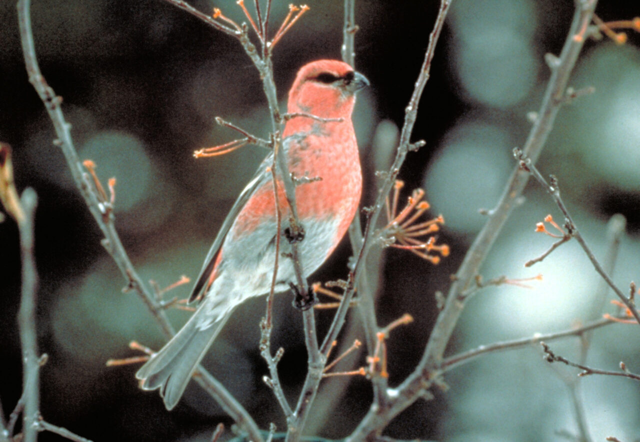 Pine Grosbeak Spirit Animal Meaning: pine grosbeak symbolizing resilience, warmth and seasonal renewal