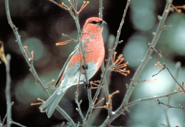 Pine Grosbeak Spirit Animal Meaning: pine grosbeak symbolizing resilience, warmth and seasonal renewal