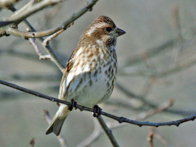 Purple Finch Spirit Animal Meaning: purple finch symbolizing creativity, vitality and expressive confidence