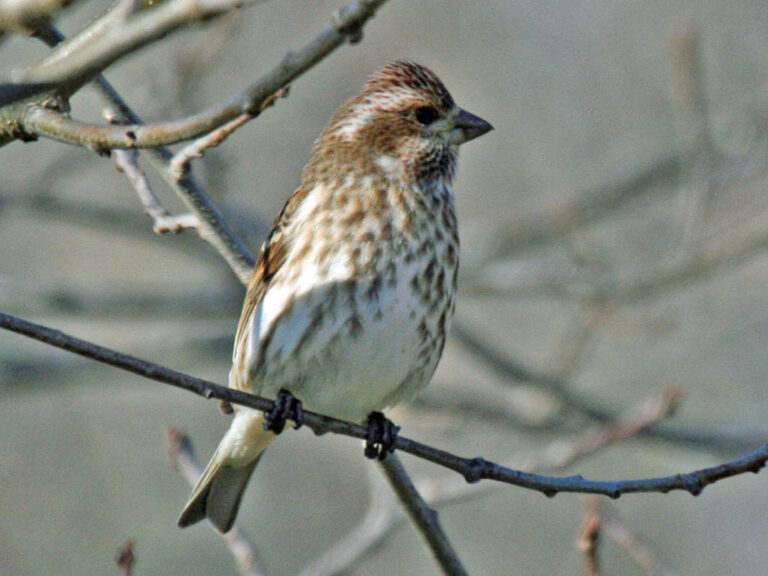 Purple Finch Spirit Animal Meaning: Symbolism, Totem & Signs