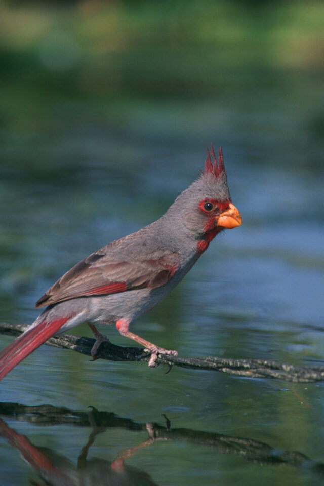 Pyrrhuloxia Spirit Animal Meaning: pyrrhuloxia symbolizing resilience, adaptability and quiet strength