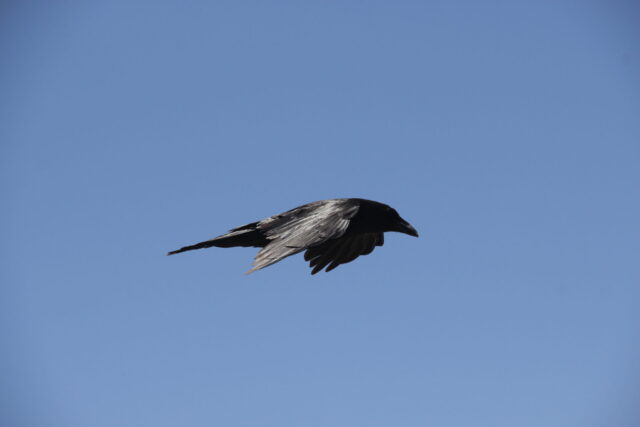 Raven Spirit Animal Meaning: common raven symbolizing intelligence, mystery and transformation