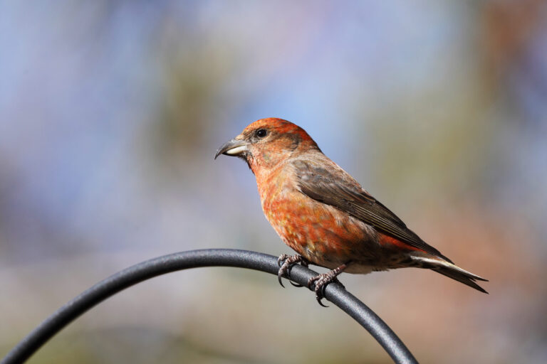 Red Crossbill Spirit Animal Meaning: Symbolism, Totem & Signs