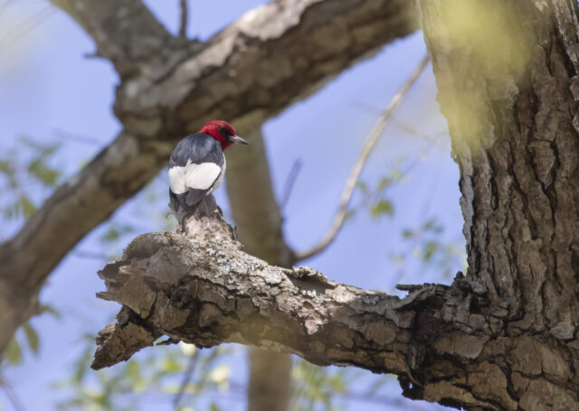 Red-headed Woodpecker Spirit Animal Meaning: red-headed woodpecker symbolizing vitality, focus and renewal