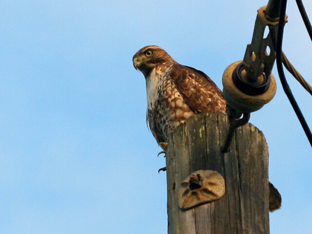 Red-Tailed Hawk Spirit Animal Meaning: red-tailed hawk perched in the open