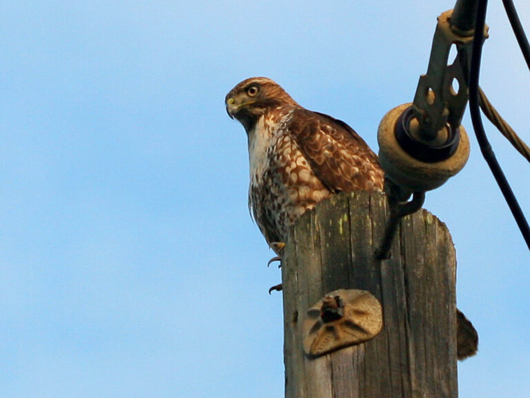 Red-Tailed Hawk Spirit Animal Meaning: Symbolism & Signs