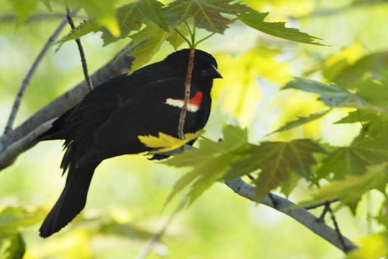 Red-winged Blackbird Spirit Animal Meaning: Symbolism, Totem & Signs