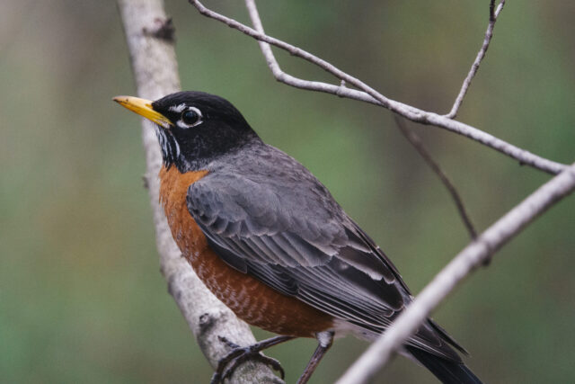 Robin Spirit Animal Meaning: American robin symbolizing renewal, hope and new beginnings