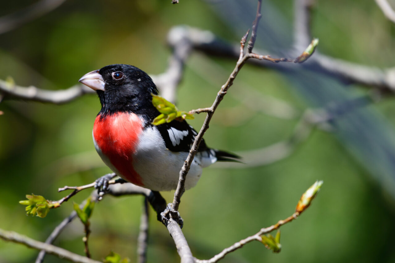 Rose-breasted Grosbeak Spirit Animal Meaning: male rose-breasted grosbeak symbolizing balance, vitality and expression
