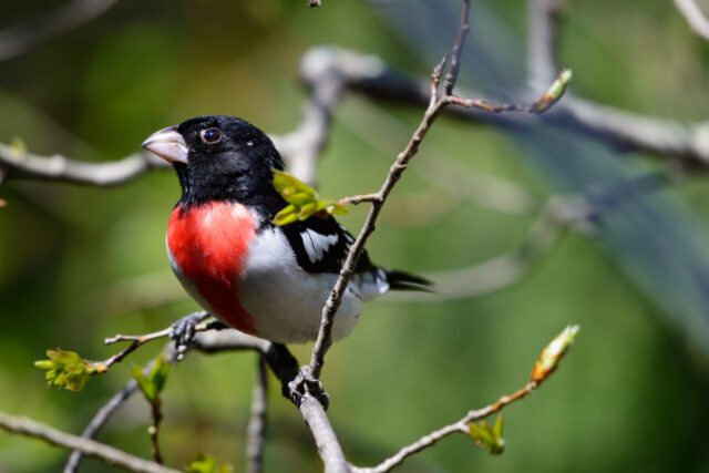 Rose-breasted Grosbeak Spirit Animal Meaning: male rose-breasted grosbeak symbolizing balance, vitality and expression
