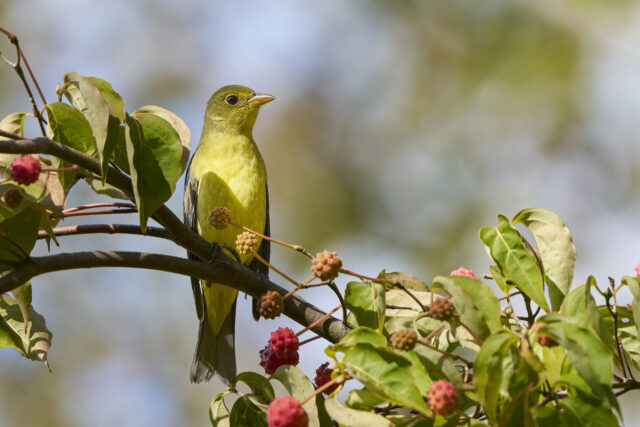 Scarlet Tanager Spirit Animal Meaning: scarlet tanager symbolizing vitality, passion and transformation