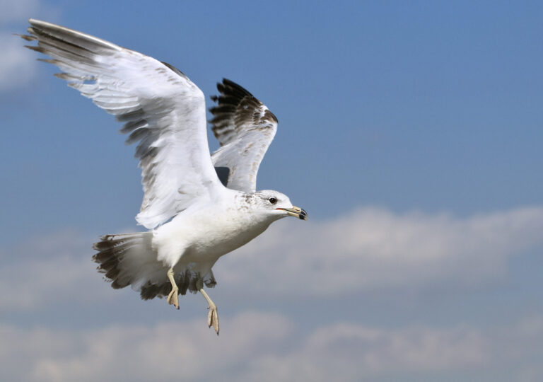 Seagull Spiritual Meaning: Symbolism, Signs & Spirit Animal