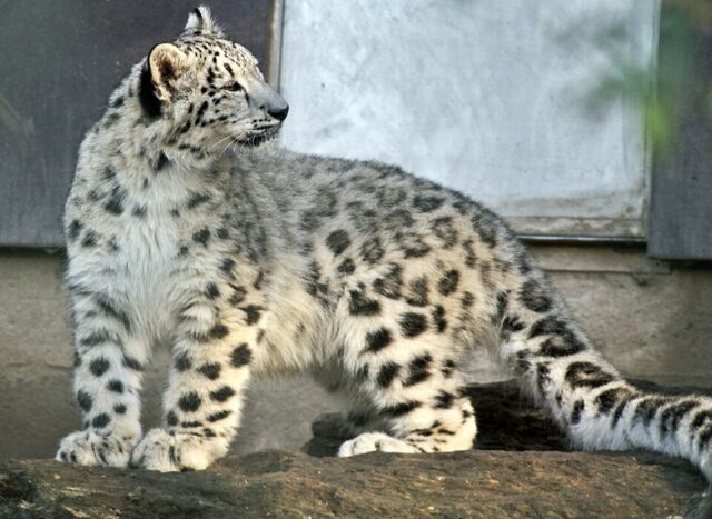 Snow Leopard illustrating snow leopard spiritual meaning and symbolism