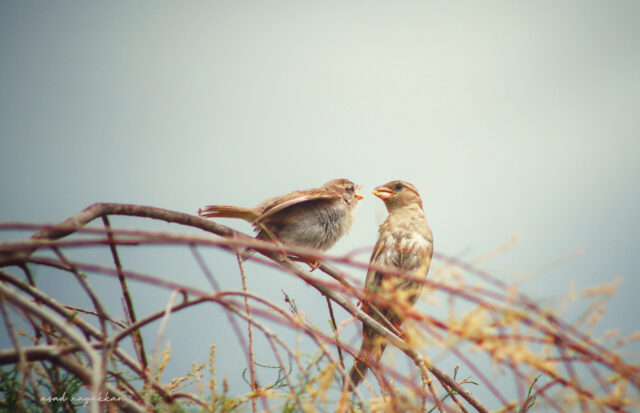 Sparrow Spirit Animal Meaning: house sparrow symbolizing community, resilience and everyday abundance