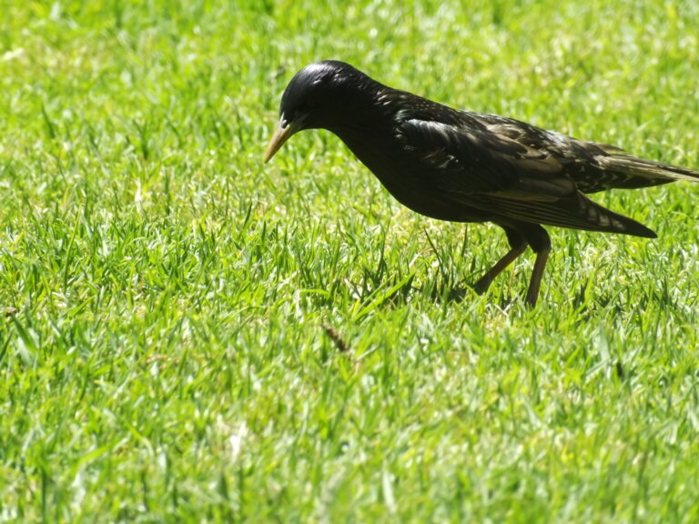 Starling Spirit Animal Meaning: Symbolism, Totem & Signs