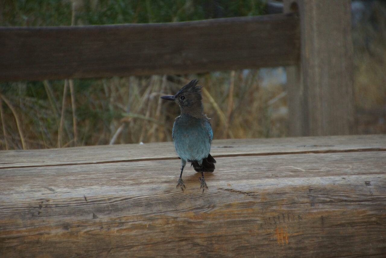Steller's Jay Spiritual Meaning: Steller's jay on a pine tree symbolizing intelligence, confidence and communication