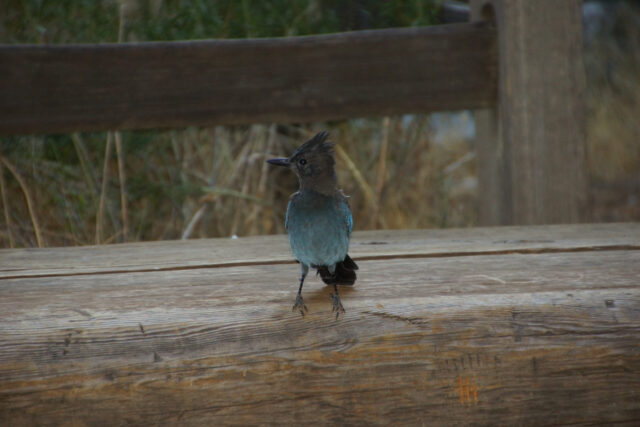 Steller's Jay Spiritual Meaning: Steller's jay on a pine tree symbolizing intelligence, confidence and communication
