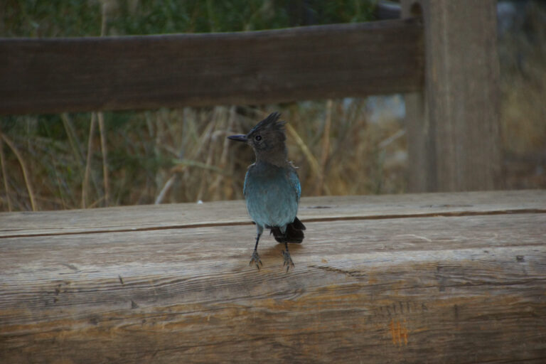 Steller’s Jay Spiritual Meaning: Symbolism, Signs & Spirit Animal