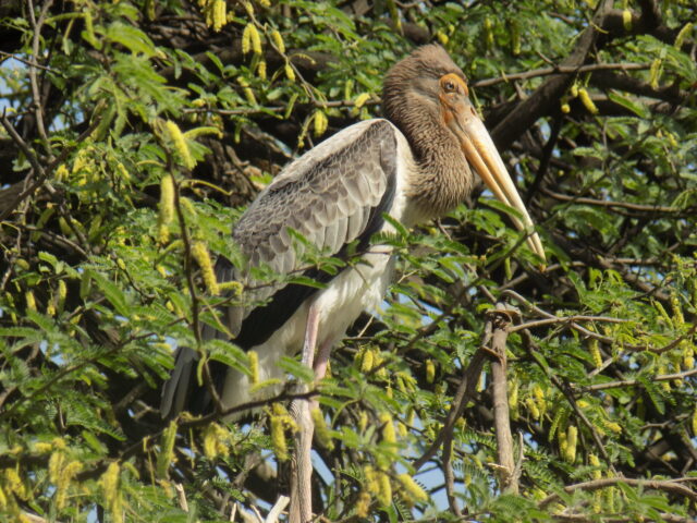 Stork Spiritual Meaning: stork symbolizing renewal, family and transition