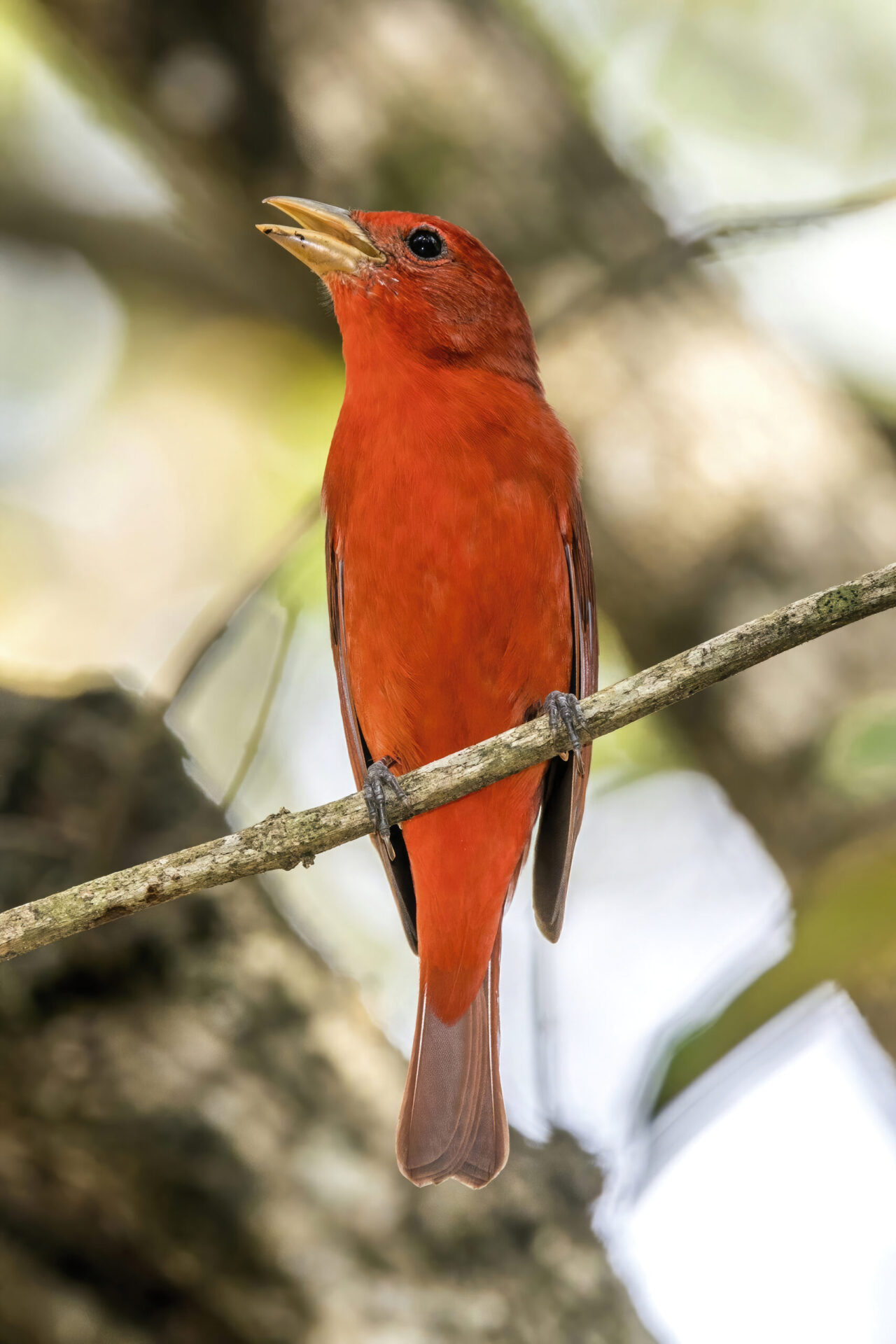 Summer Tanager Spirit Animal Meaning: male summer tanager symbolizing vitality, confidence and transformation