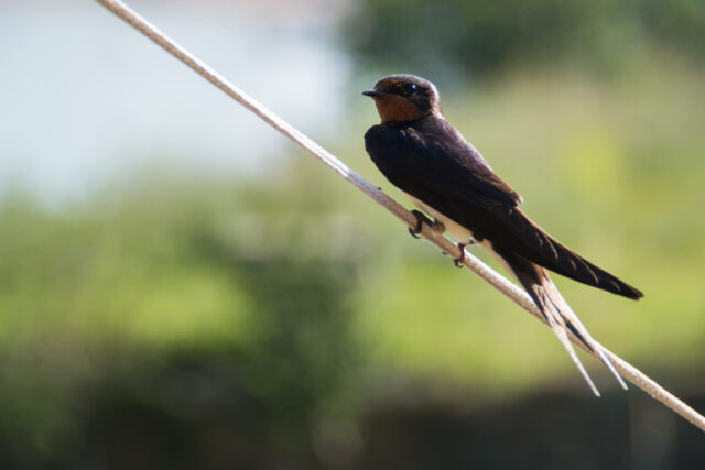 Swallow Spirit Animal Meaning: barn swallow symbolizing return, freedom and good fortune