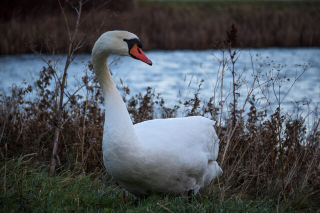 Swan Spirit Animal Meaning: swan on water symbolizing grace, transformation and devotion