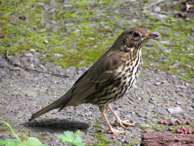 Thrush Spirit Animal Meaning: song thrush symbolizing expression, renewal and emotional clarity