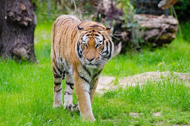 Tiger illustrating tiger spiritual meaning and symbolism