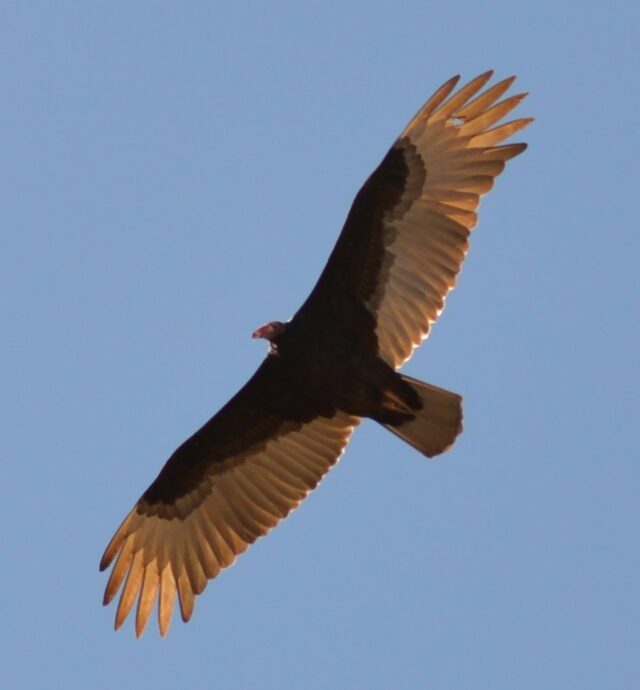 Turkey Vulture Spiritual Meaning: turkey vulture in flight symbolizing renewal, cleansing and perspective