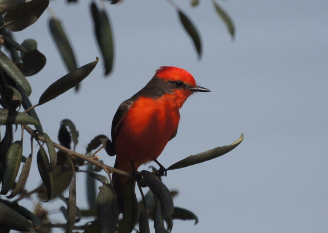 Vermilion Flycatcher Spirit Animal Meaning: vermilion flycatcher symbolizing vitality, attraction and decisive action