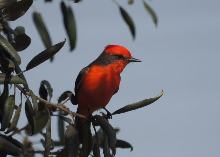 Vermilion Flycatcher Spirit Animal Meaning: Symbolism, Totem & Signs