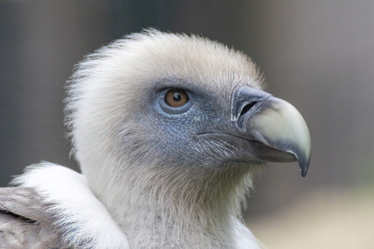 Vulture Spirit Animal Meaning: Symbolism, Totem & Signs