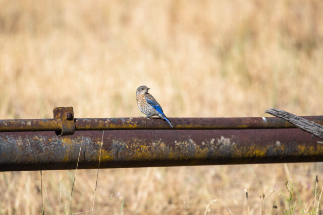 Western Bluebird Spirit Animal Meaning: western bluebird perched in a natural setting symbolizing hope and renewal