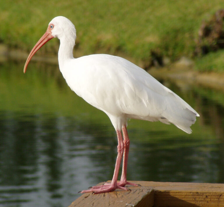 White Ibis Spirit Animal Meaning: Symbolism, Totem & Signs