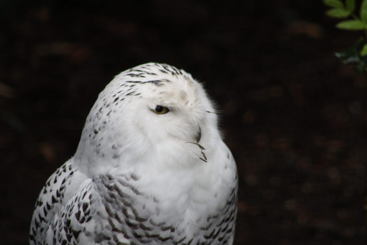 White Owl Spiritual Meaning: snowy owl representing clarity, mystery and perception