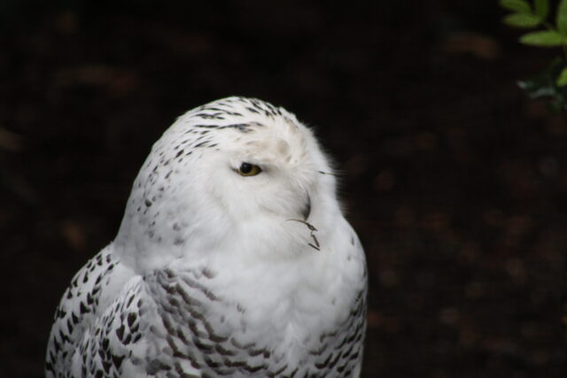 White Owl Spiritual Meaning: snowy owl representing clarity, mystery and perception