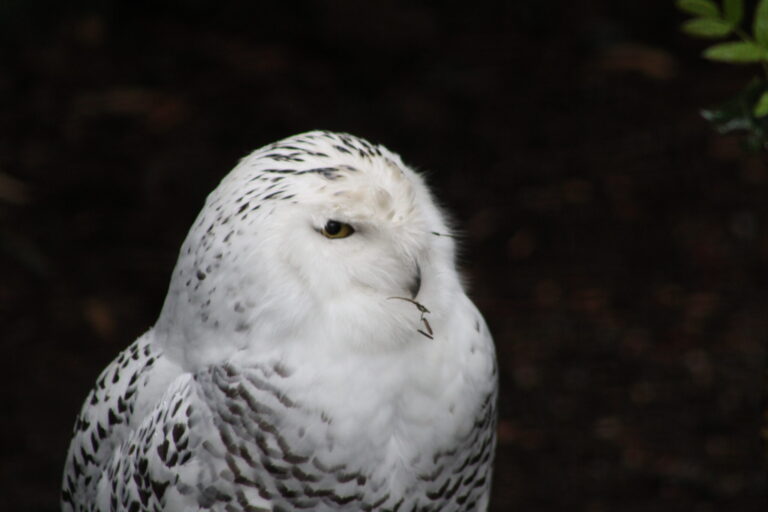 White Owl Spiritual Meaning: Symbolism, Signs & Snowy Owl Meaning