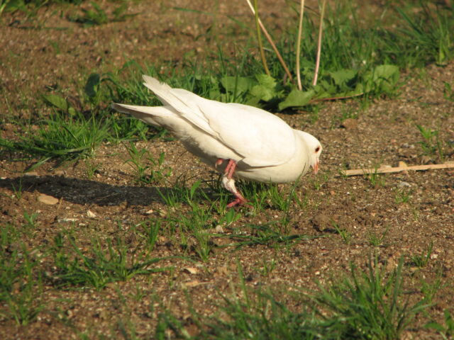 White Pigeon Spirit Animal Meaning: white pigeon symbolizing peace, purity and spiritual messages
