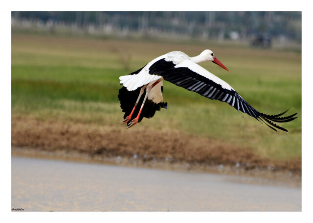 White Stork Spirit Animal Meaning: white stork symbolizing renewal, family and auspicious transition